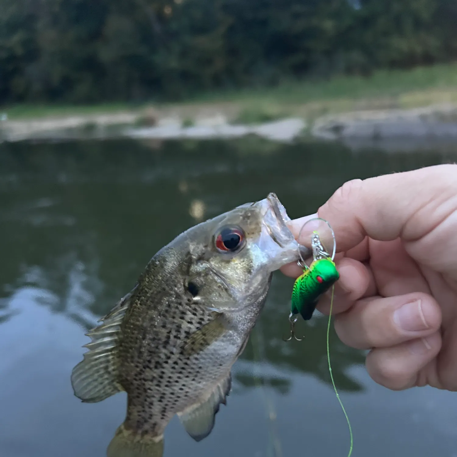 Rock bass caught on Fishbrain