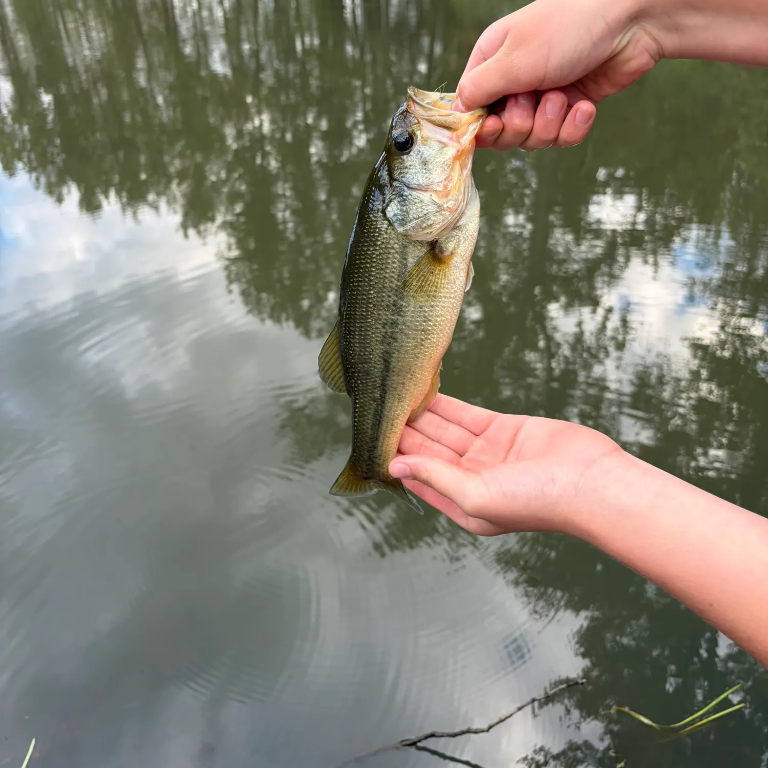 Largemouth bass caught on Fishbrain