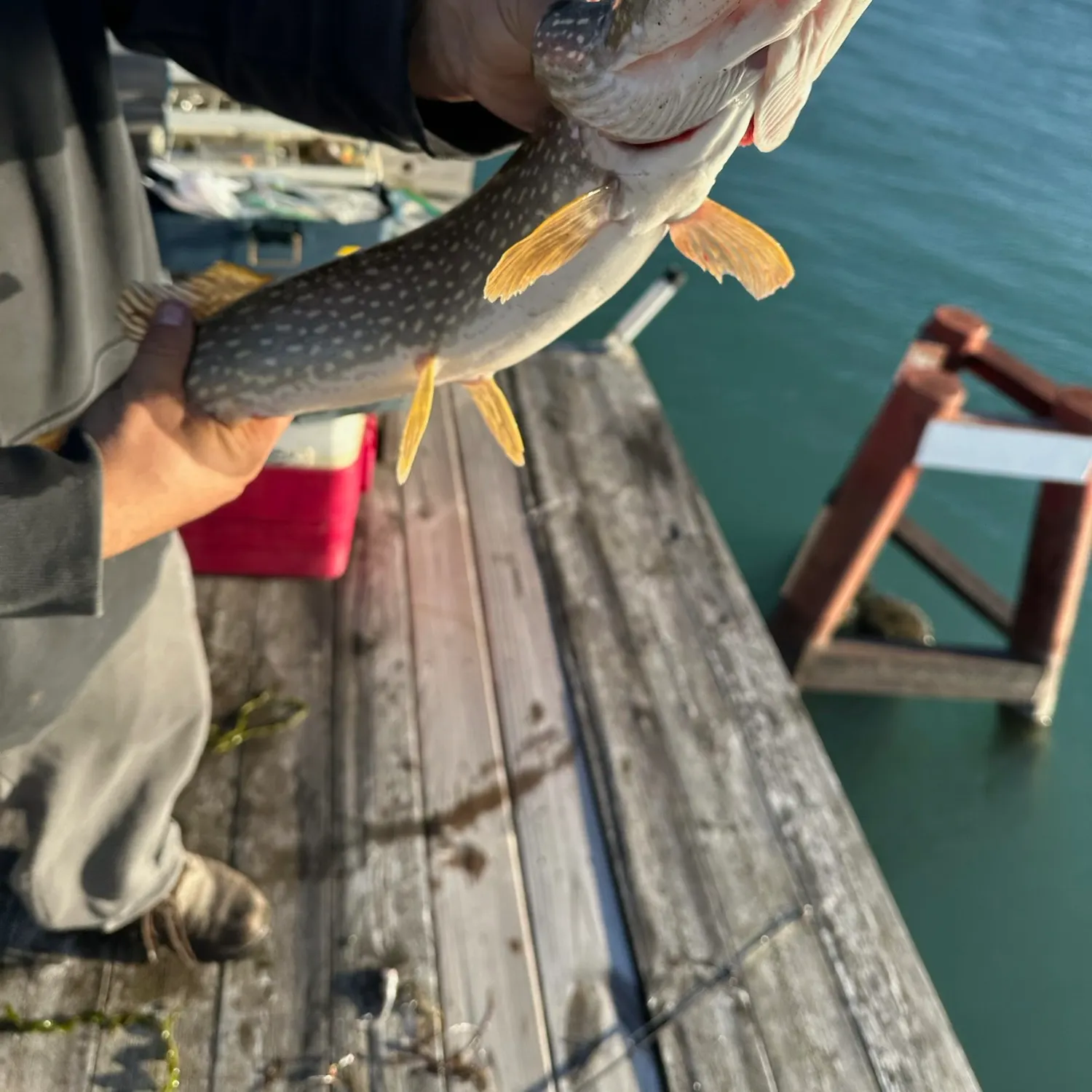 Northern pike caught on Fishbrain