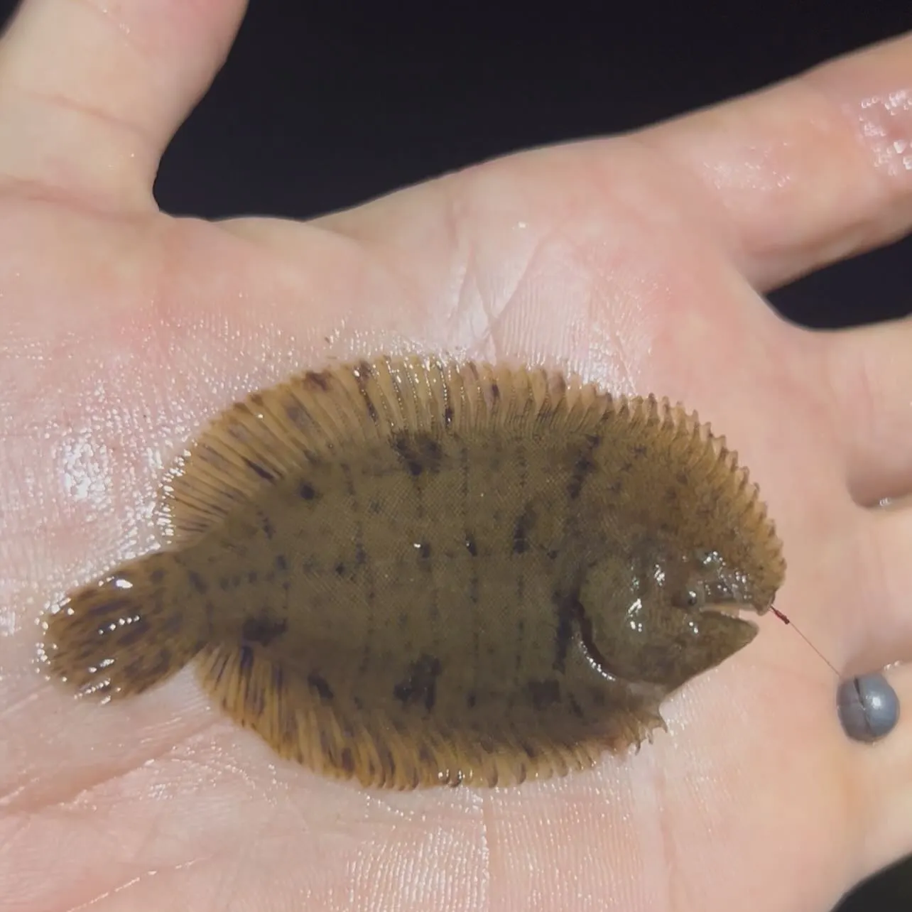 The most recent Hogchoker catches on Fishbrain