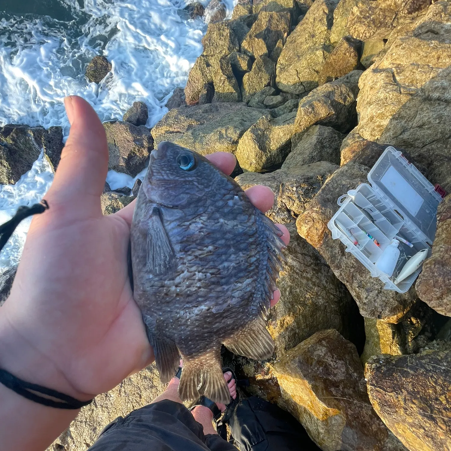 The most recent Threespot damselfish catches on Fishbrain