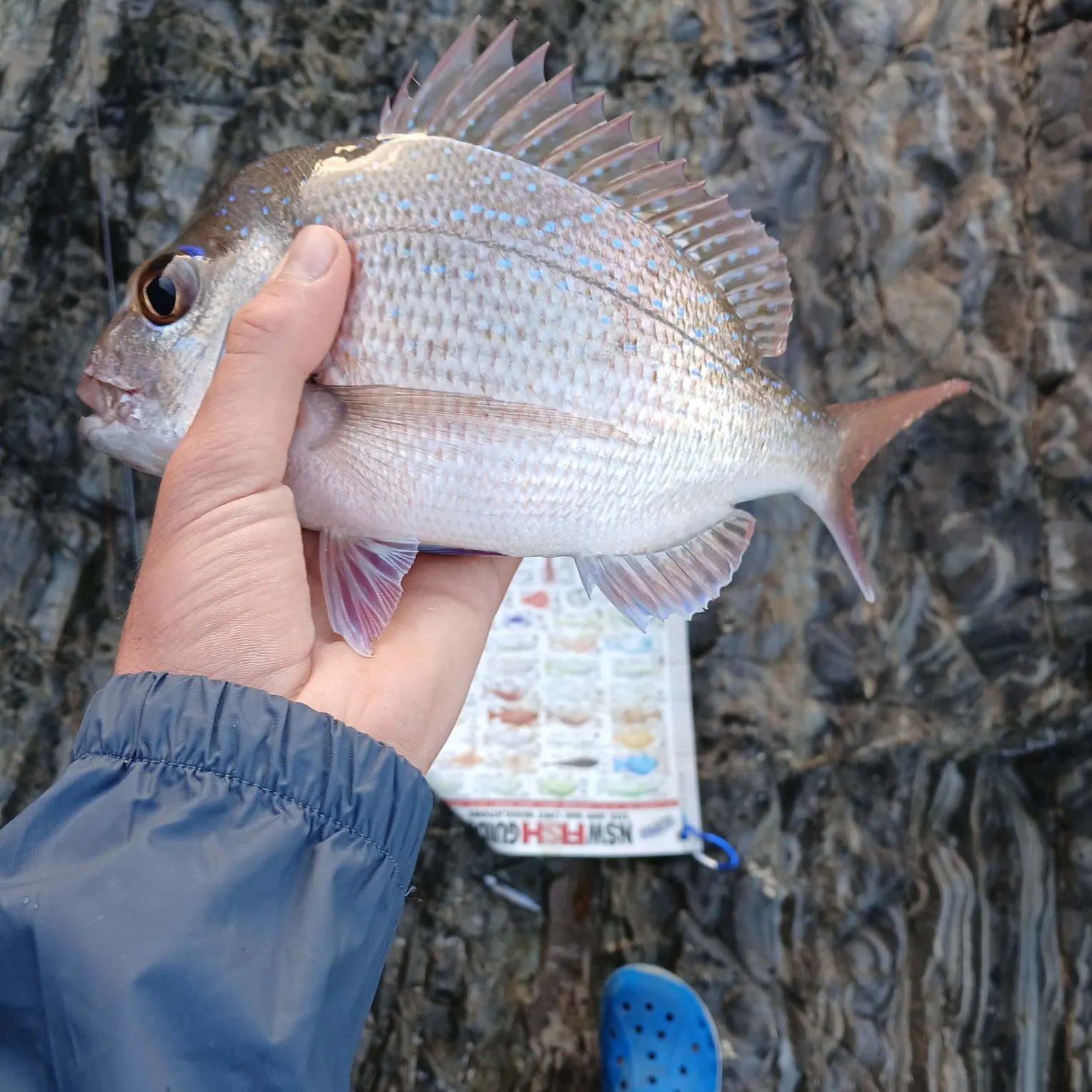 Australasian snapper caught on Fishbrain