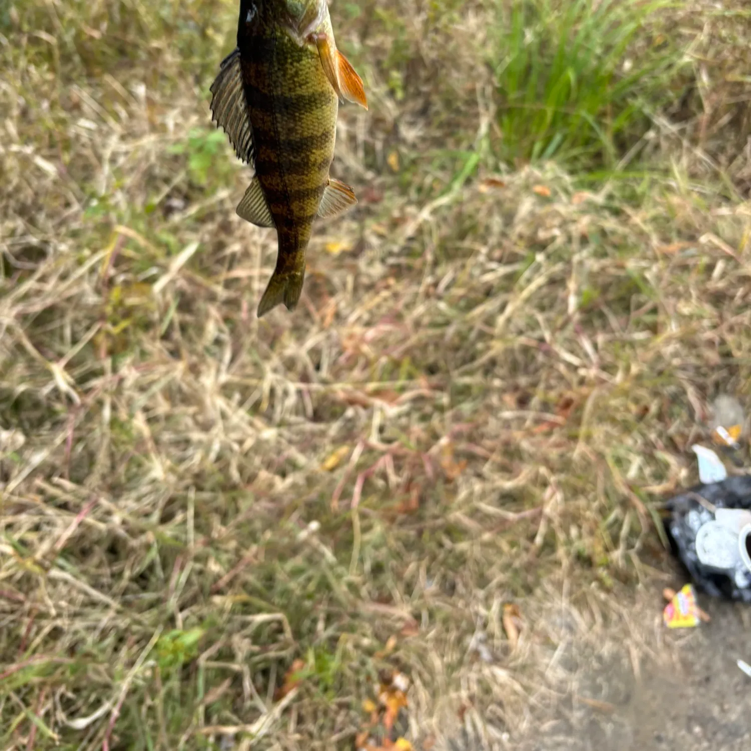 Yellow perch caught on Fishbrain