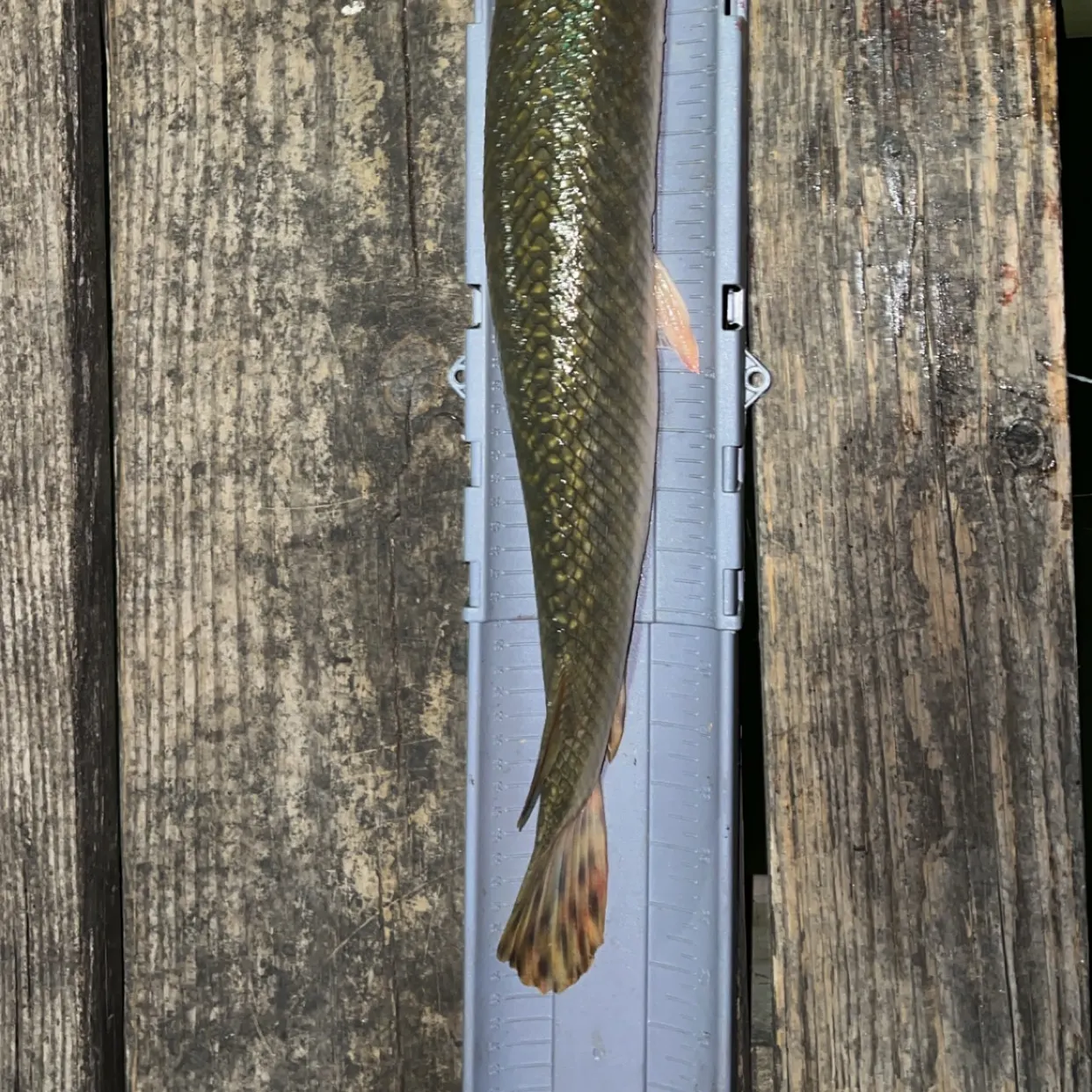 Spotted gar caught on Fishbrain