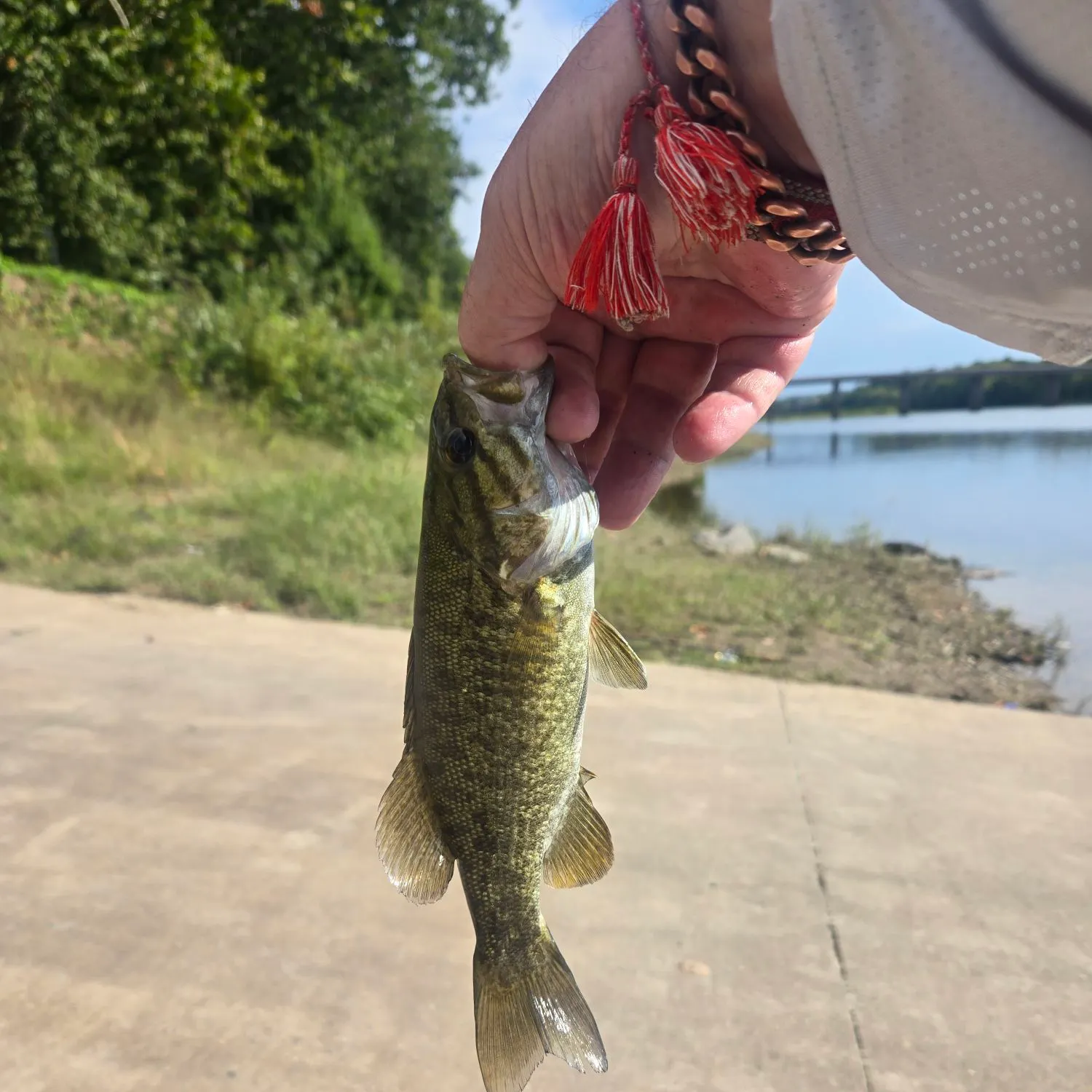 Smallmouth bass caught on Fishbrain