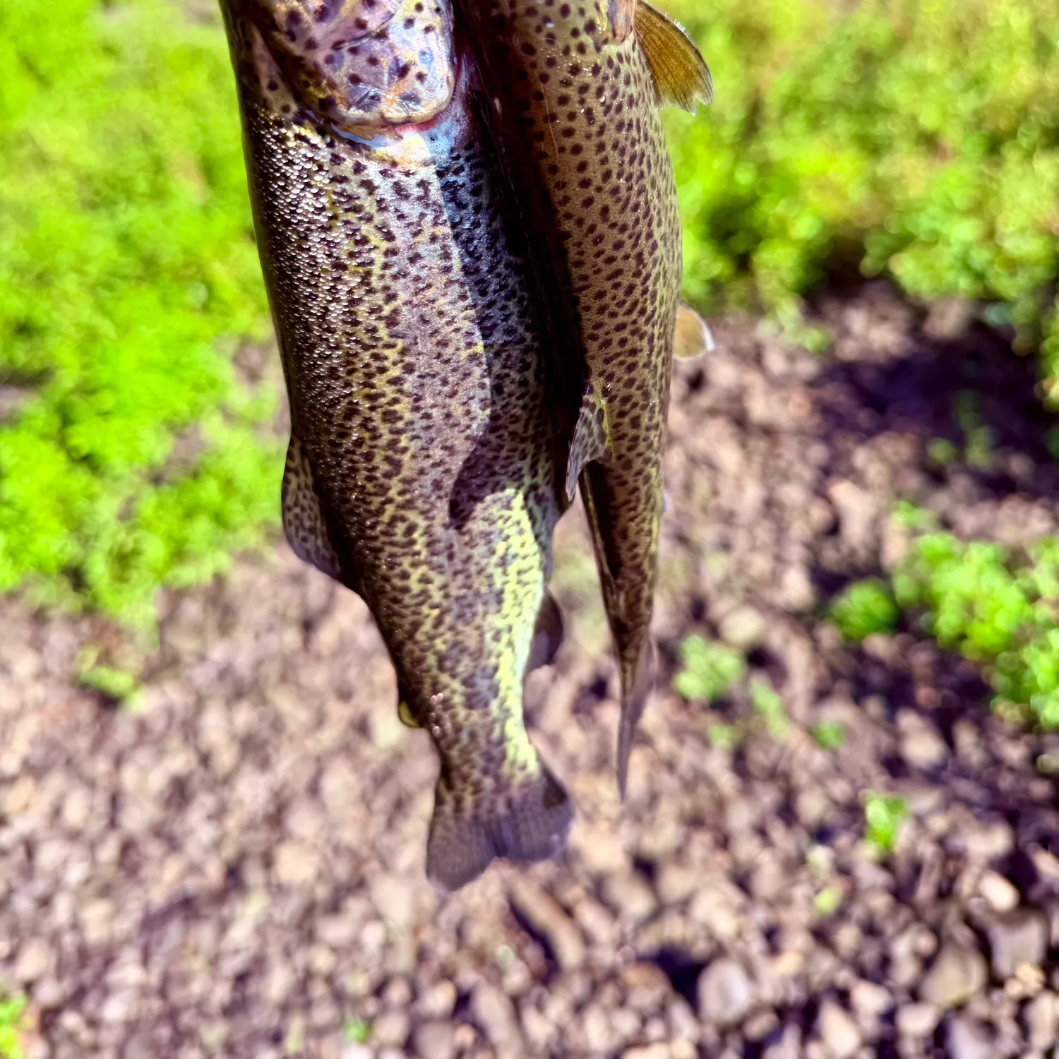 The most recent Rainbow trout catches on Fishbrain