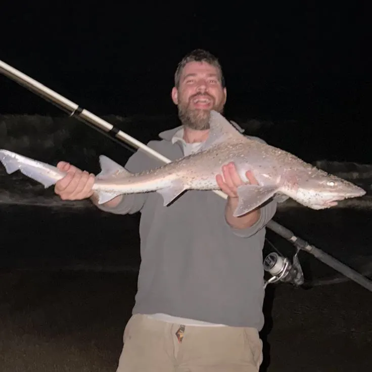The most recent Gummy shark catches on Fishbrain