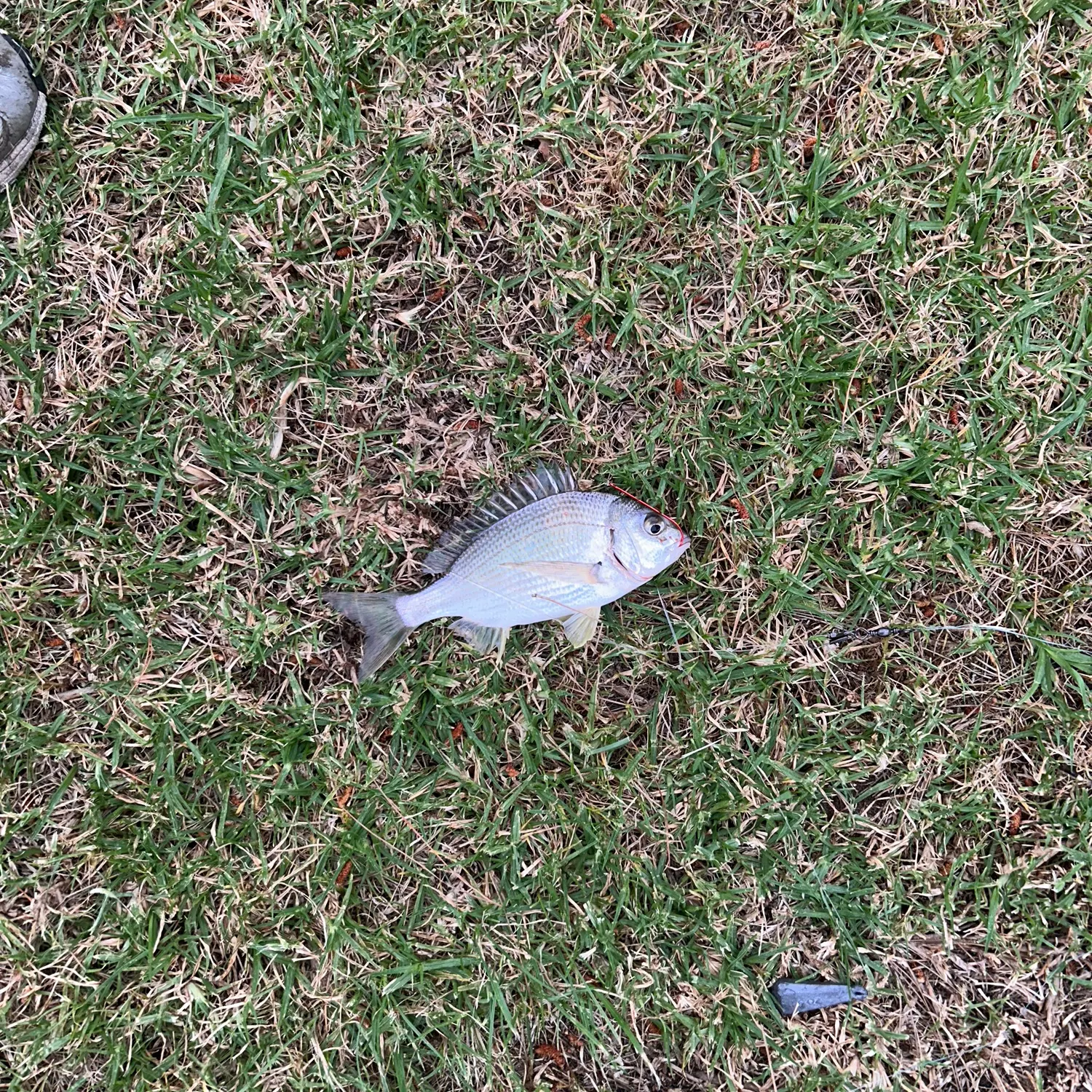Southern black bream caught on Fishbrain
