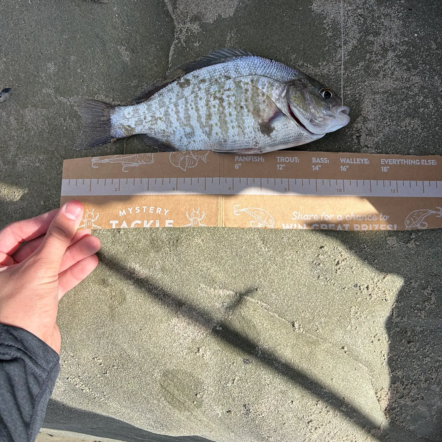 recently logged catches