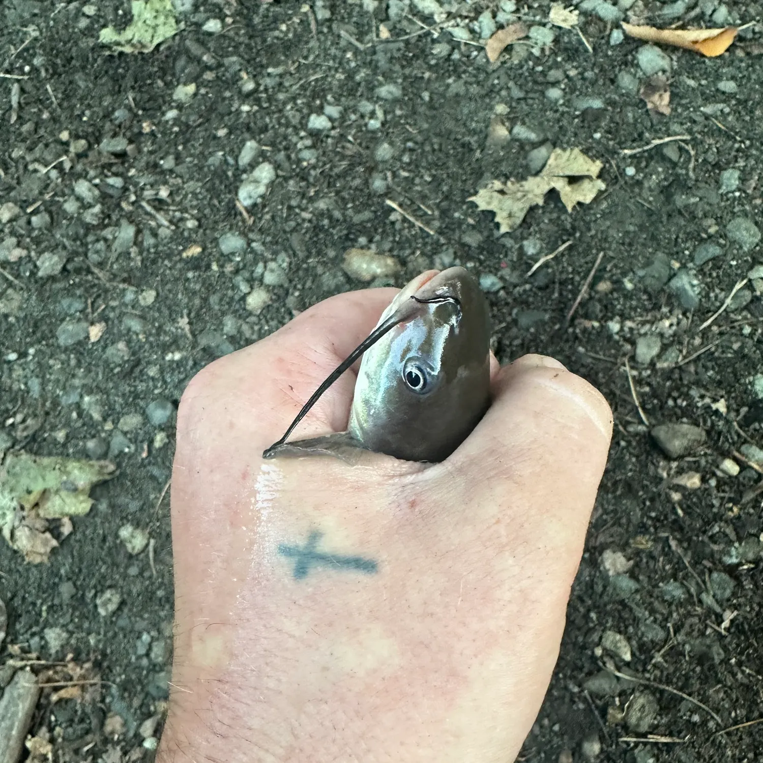 Channel catfish caught on Fishbrain