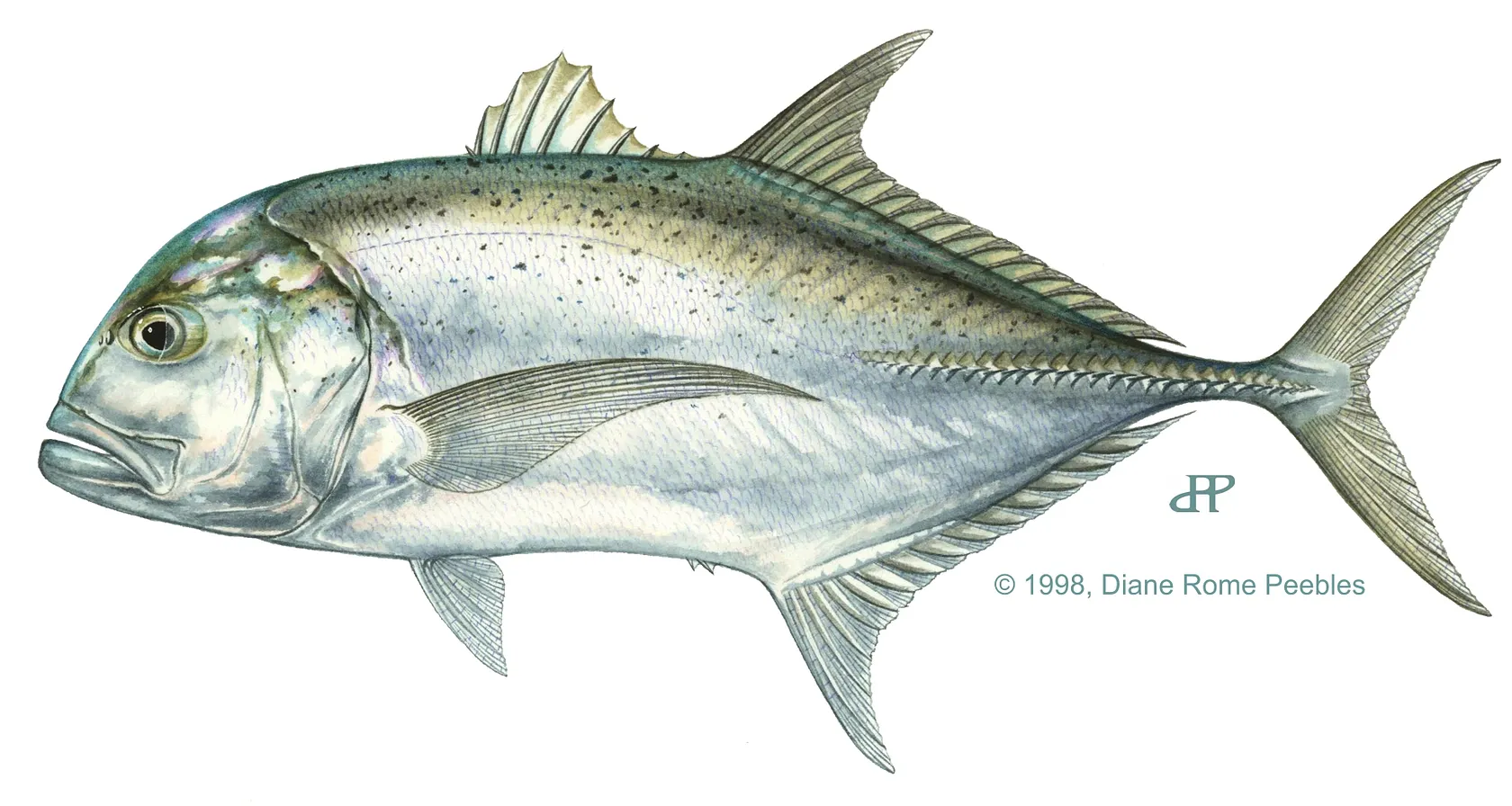 Giant trevally