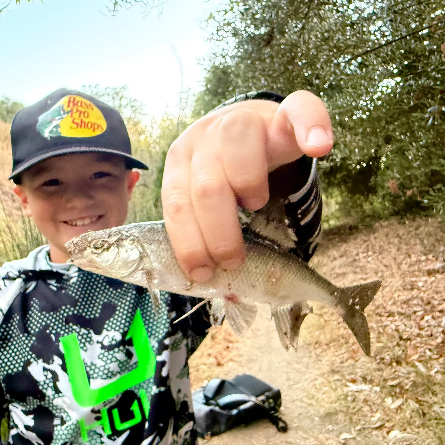 The most recent Hardhead minnow catches on Fishbrain