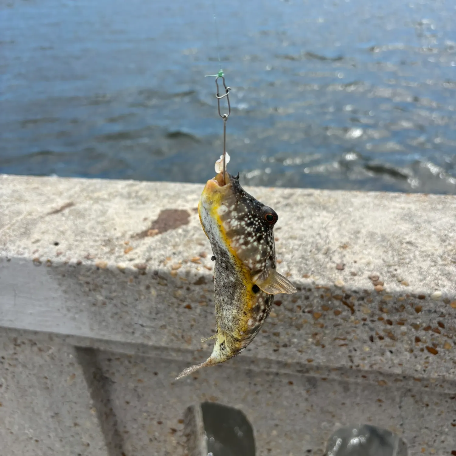The most recent Southern puffer catches on Fishbrain