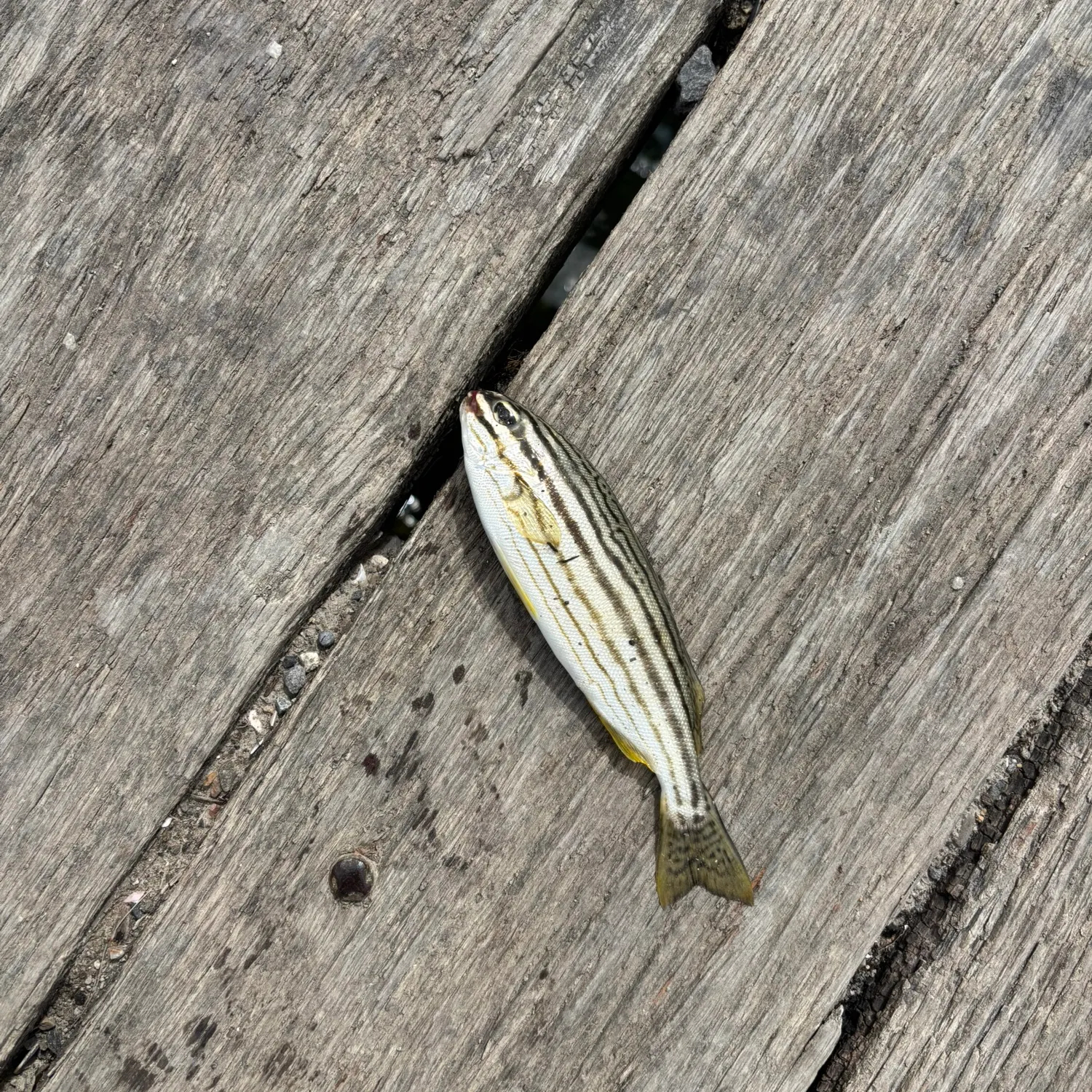 The most recent Western striped grunter catches on Fishbrain