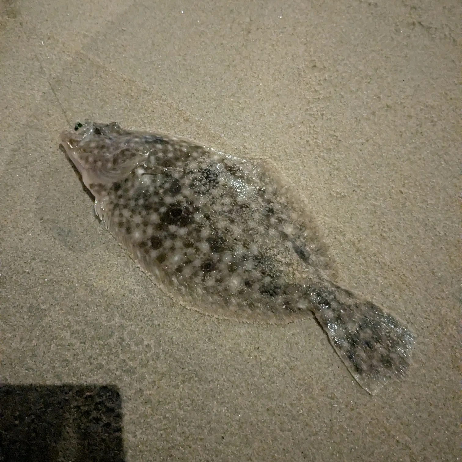 Summer flounder caught on Fishbrain