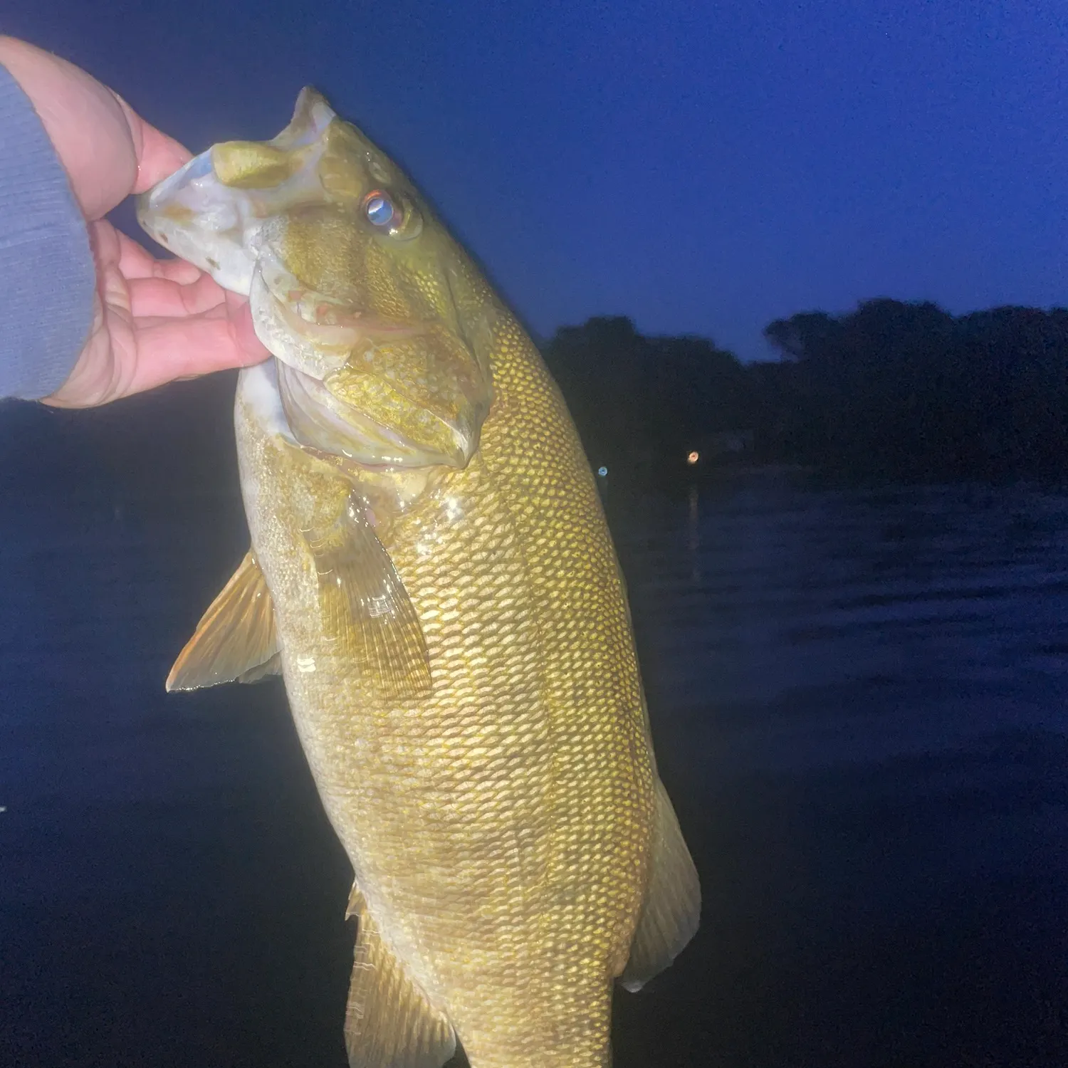 Smallmouth bass caught on Fishbrain