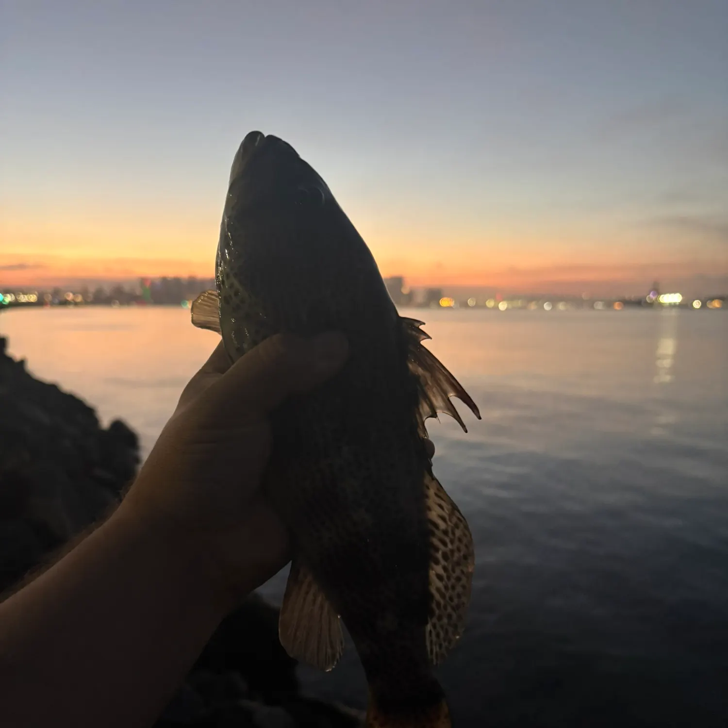 Spotted sand bass caught on Fishbrain
