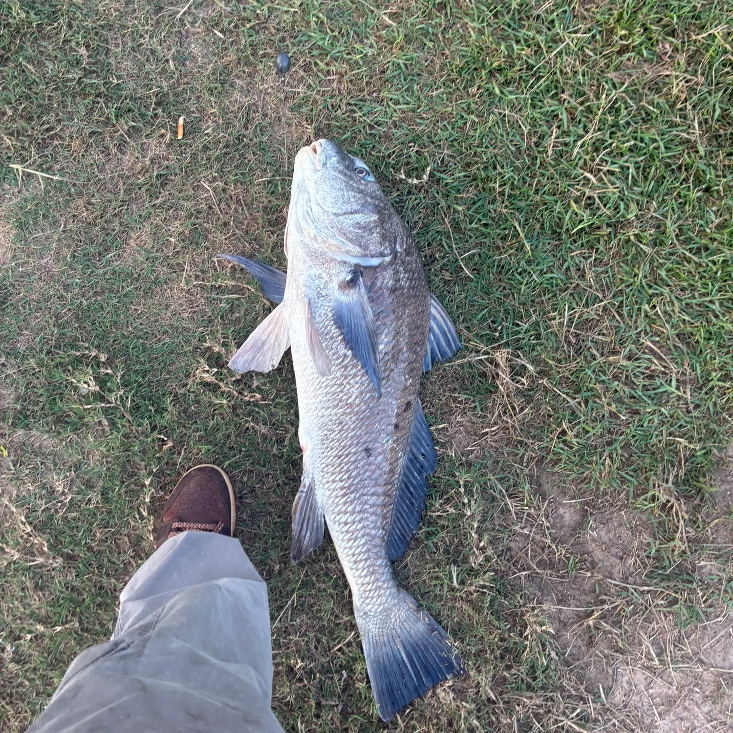 Black drum caught on Fishbrain