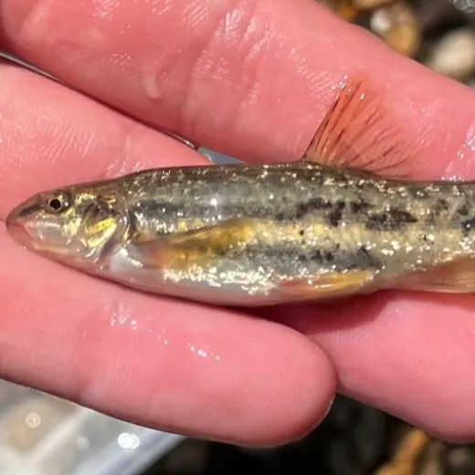 The most recent Speckled dace catches on Fishbrain
