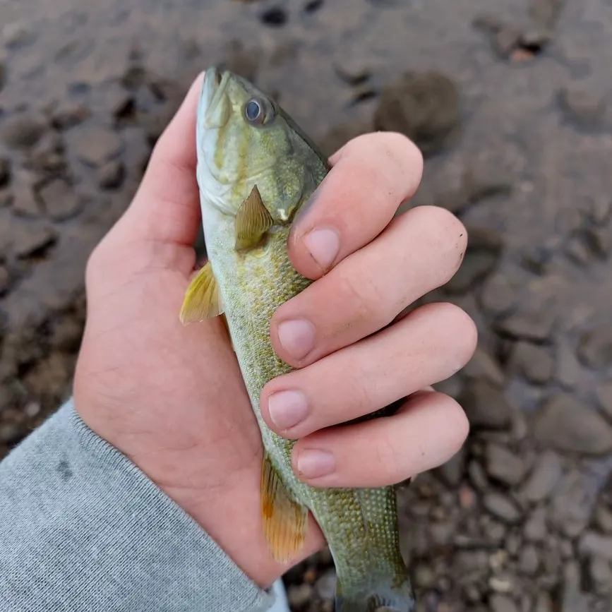 Smallmouth bass caught on Fishbrain