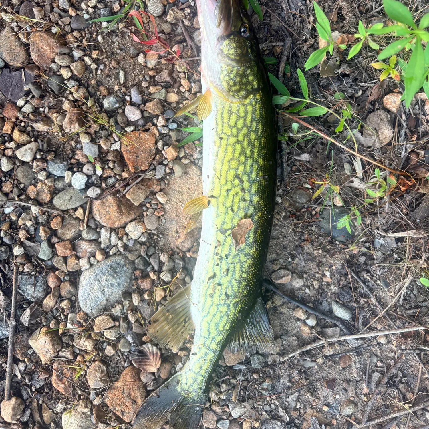 Chain pickerel caught on Fishbrain