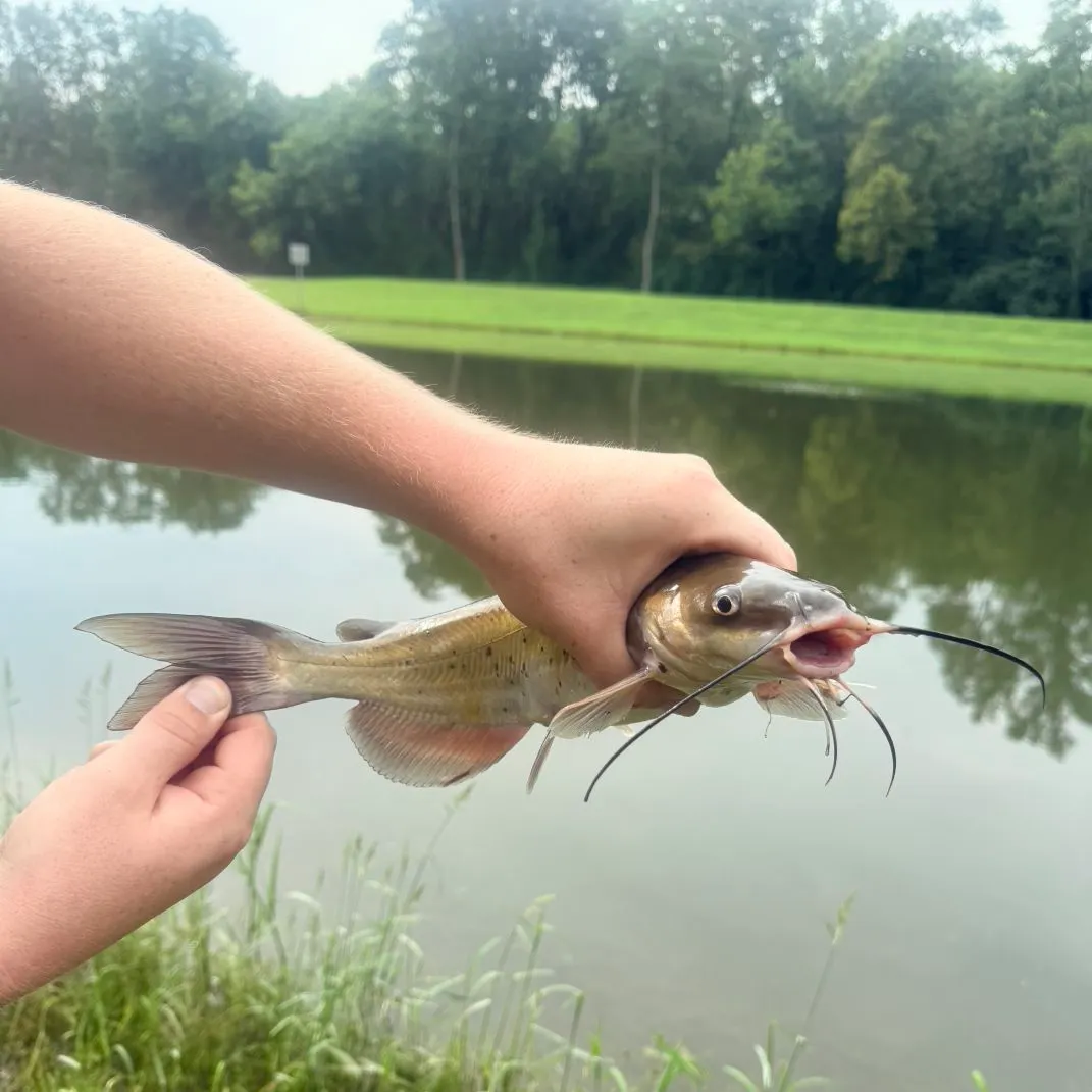Channel catfish caught on Fishbrain