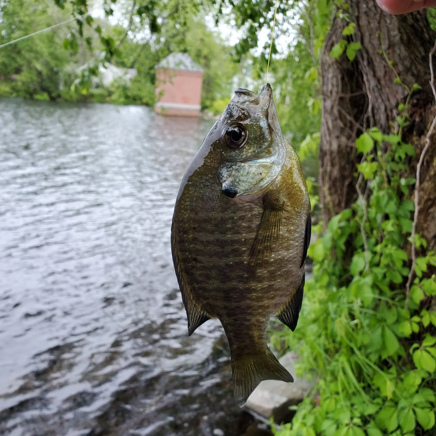 angler catch