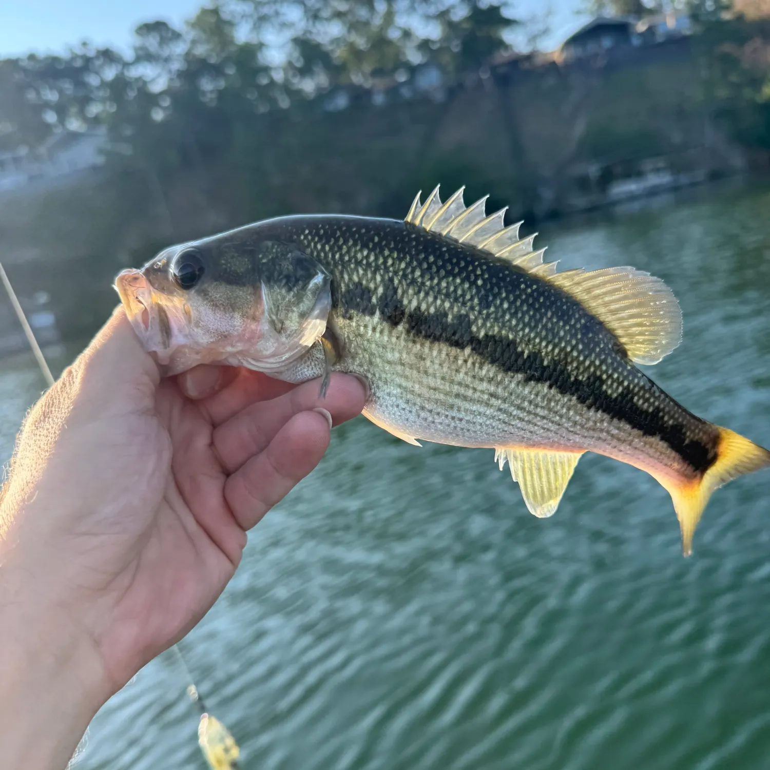 Spotted bass caught on Fishbrain