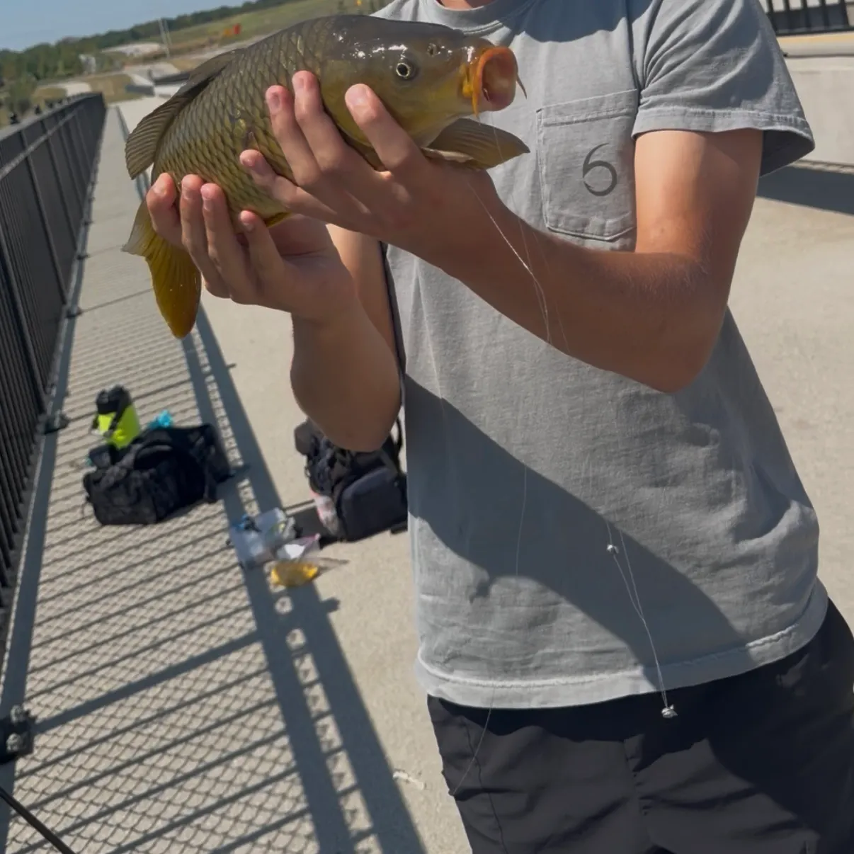 Common carp caught on Fishbrain