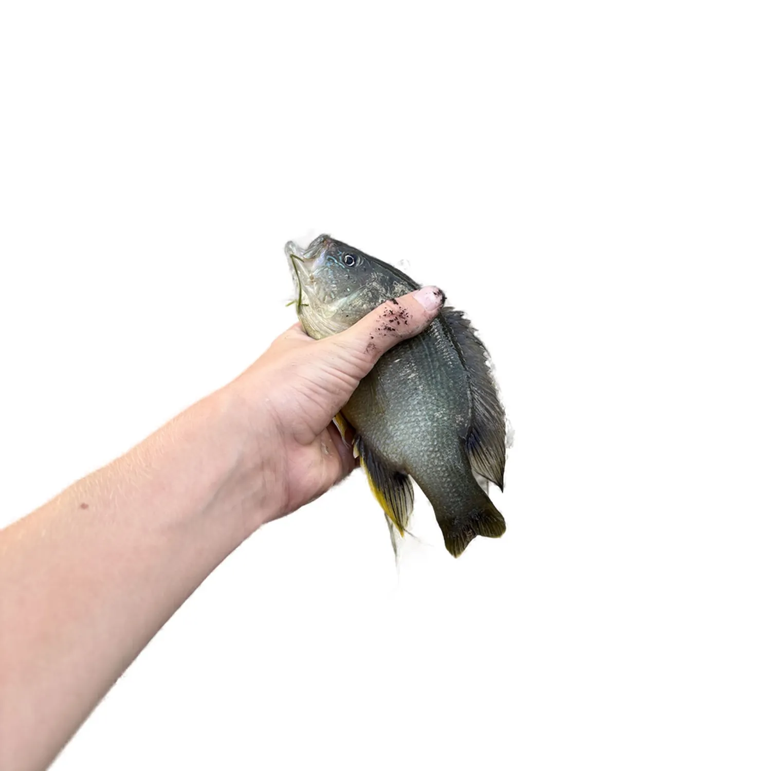 Green sunfish caught on Fishbrain