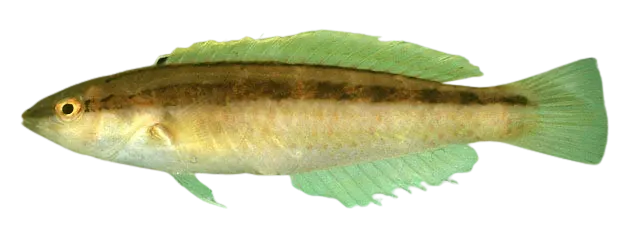 Slender wrasse