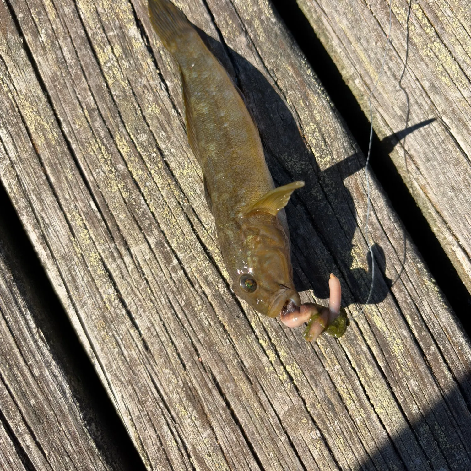 Round goby caught on Fishbrain