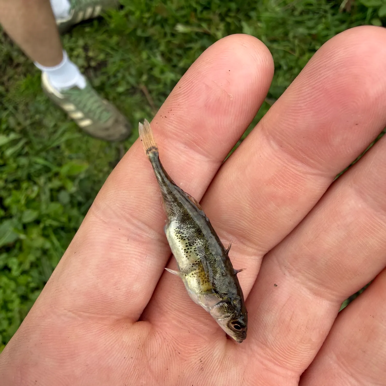 The most recent Three-spined stickleback catches on Fishbrain