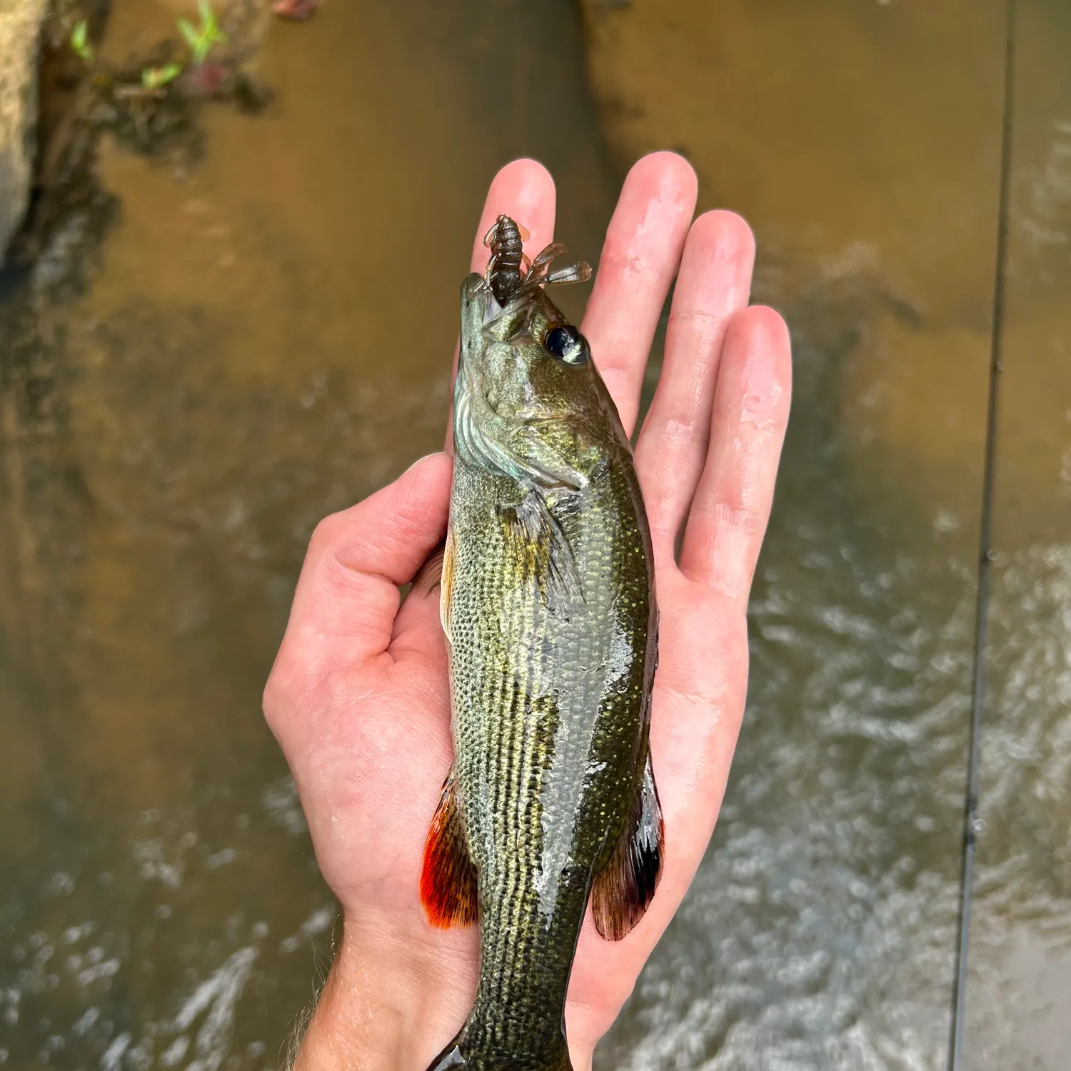 The most recent Chattahoochee bass catches on Fishbrain