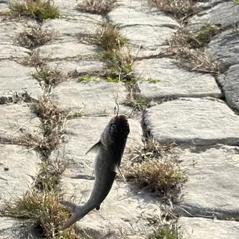 The most recent Giant sea catfish catches on Fishbrain