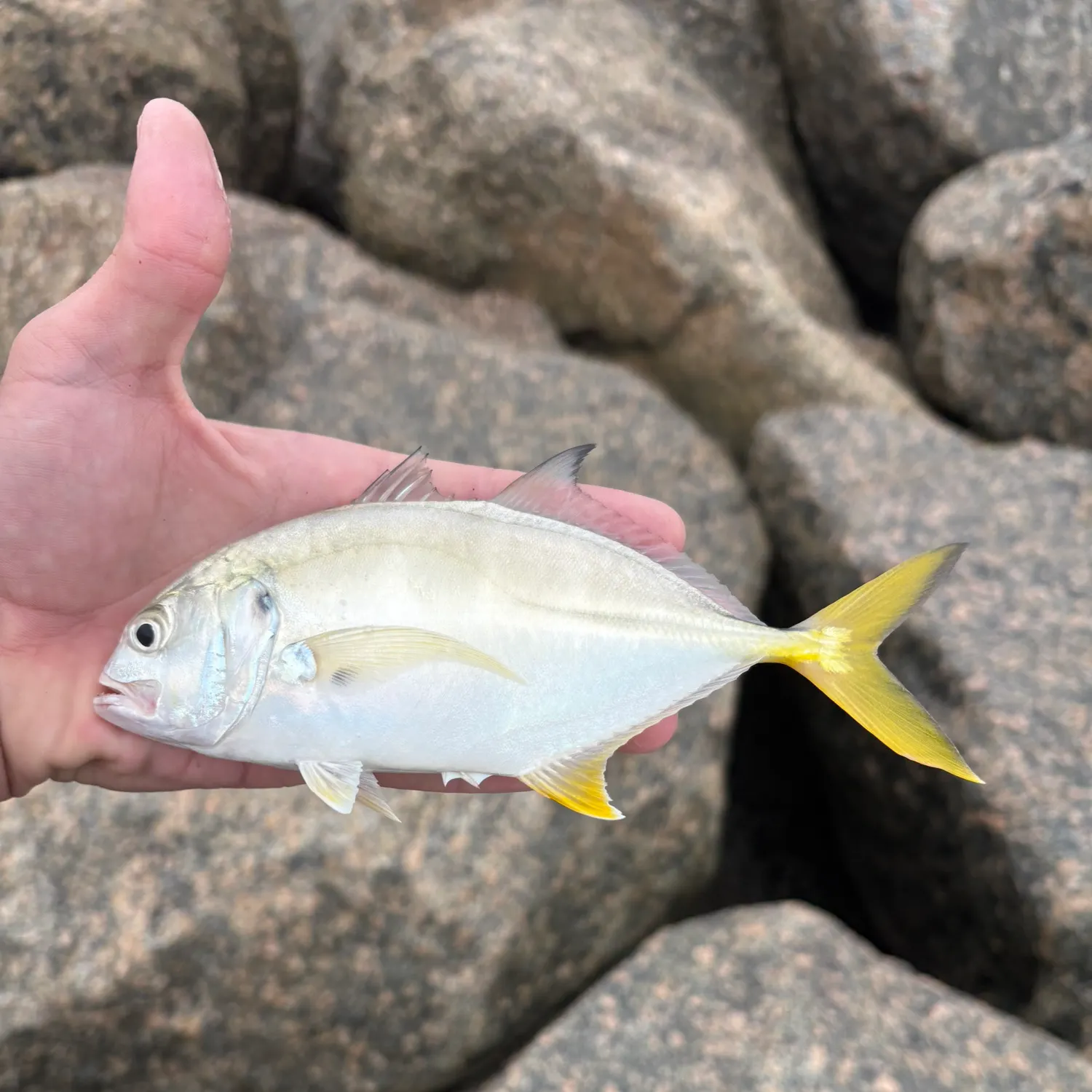 Crevalle jack caught on Fishbrain