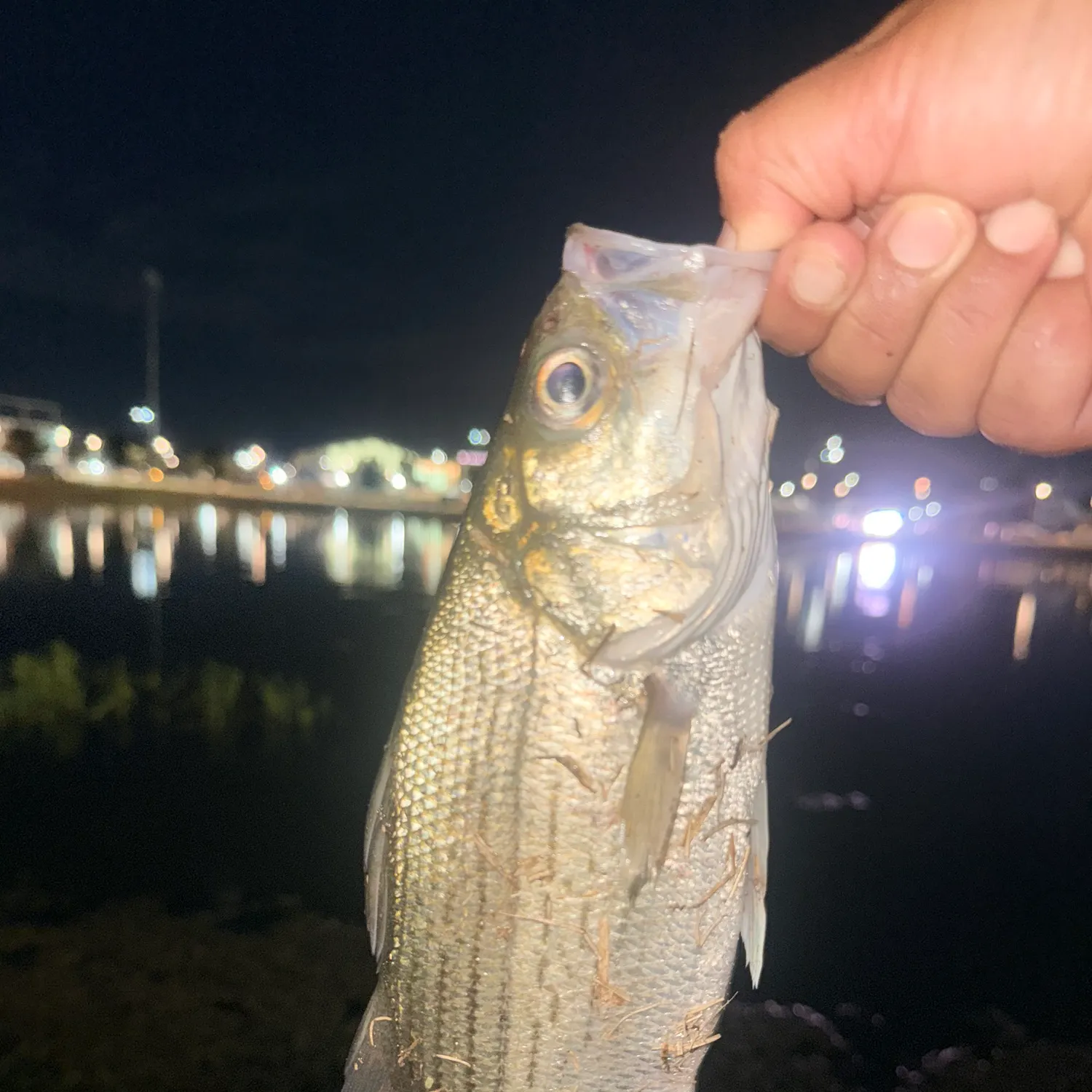 White bass caught on Fishbrain