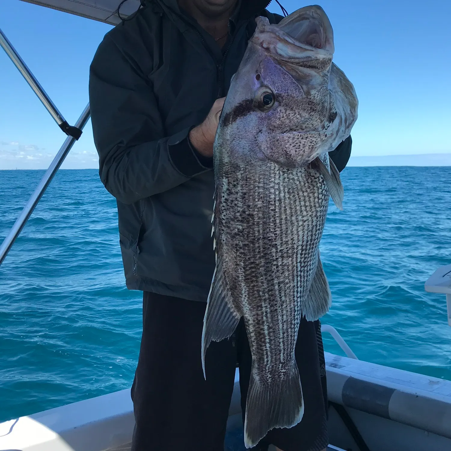 The most recent Westralian jewfish catches on Fishbrain