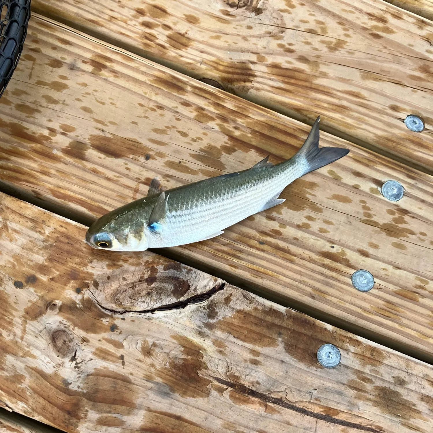 Striped mullet caught on Fishbrain