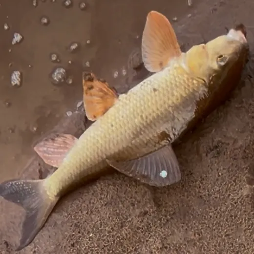 The most recent Silver redhorse catches on Fishbrain