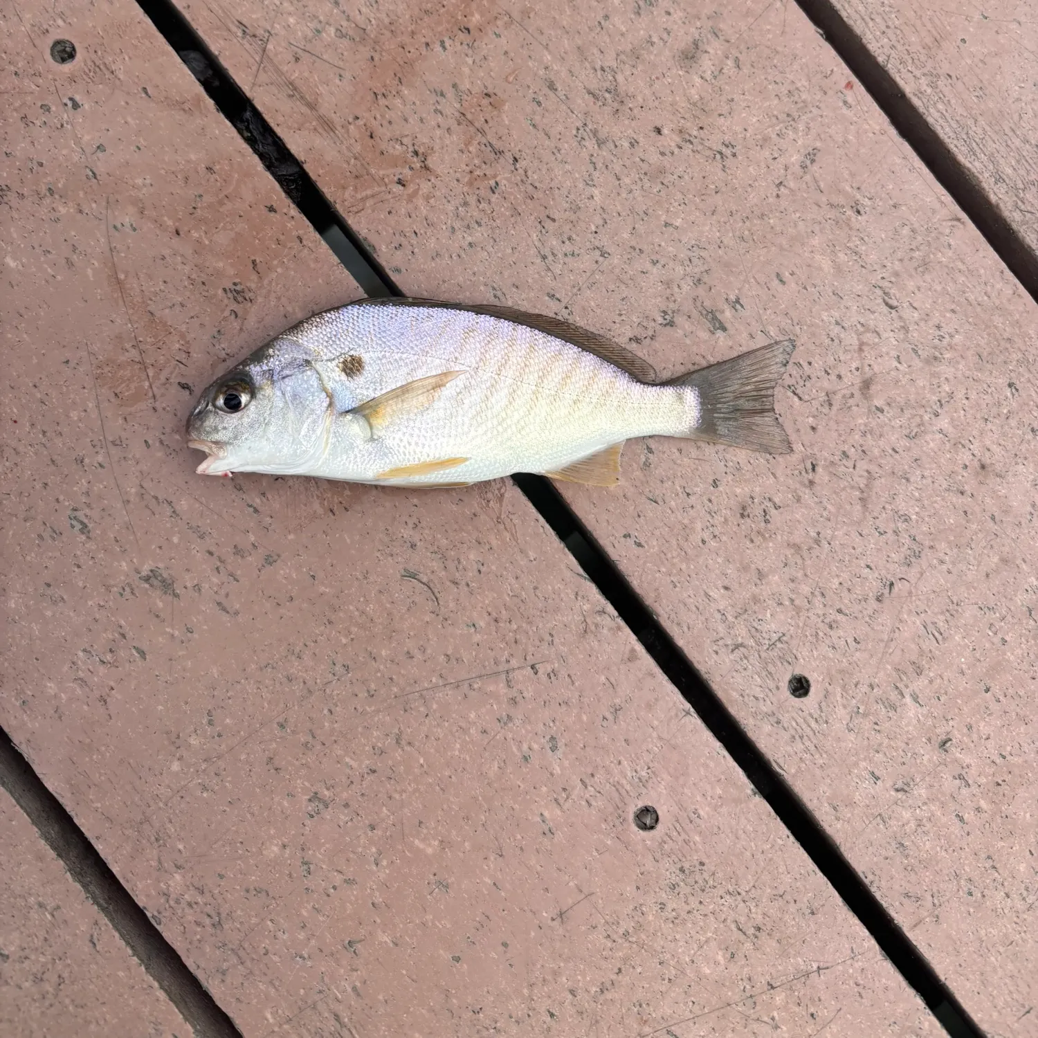 Spot croaker caught on Fishbrain
