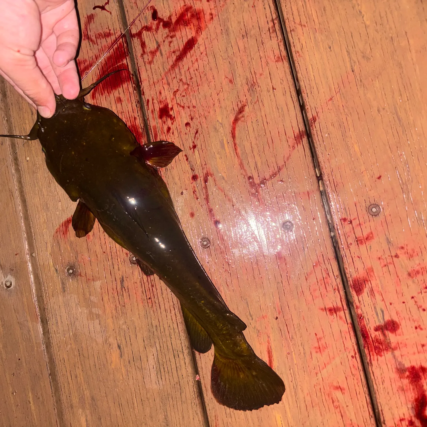 Yellow bullhead caught on Fishbrain