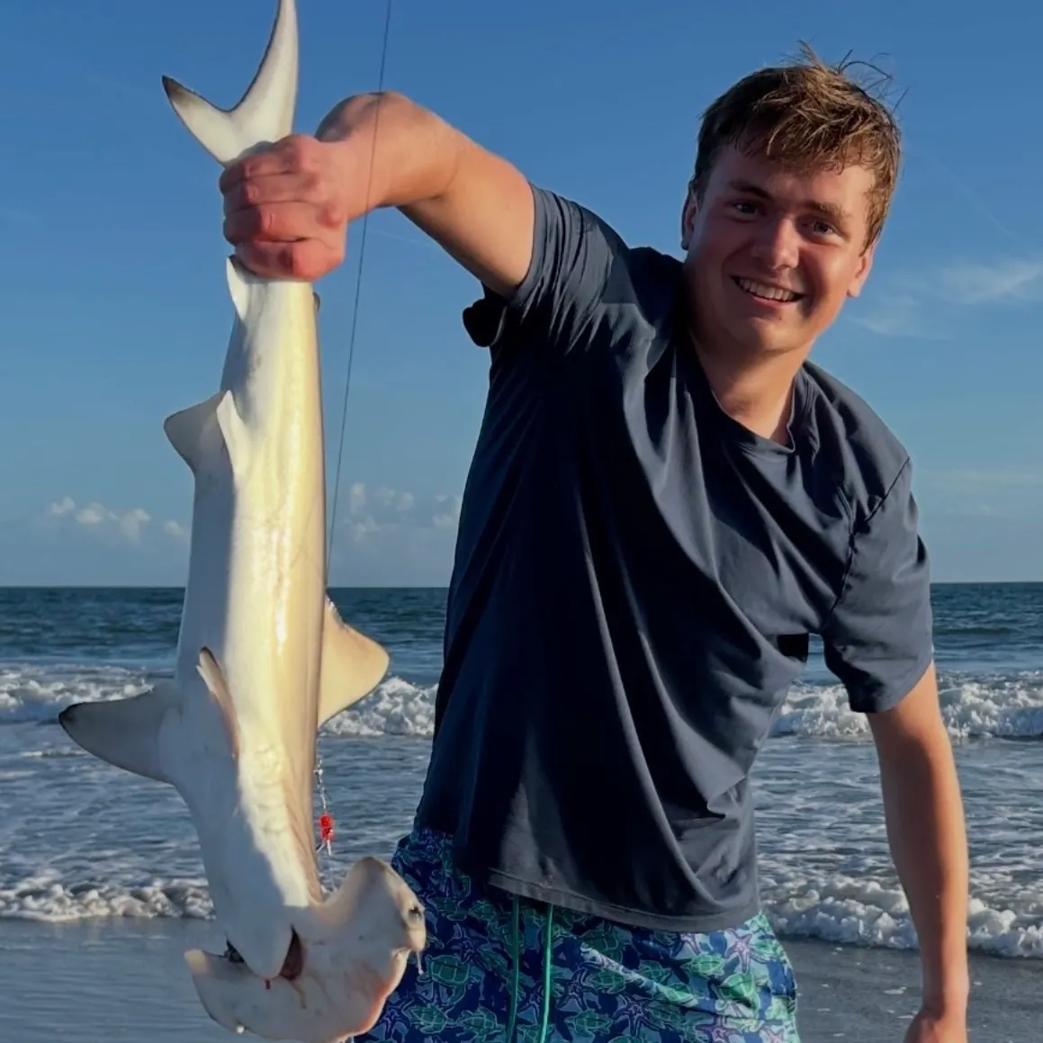 The most recent Scalloped hammerhead shark catches on Fishbrain