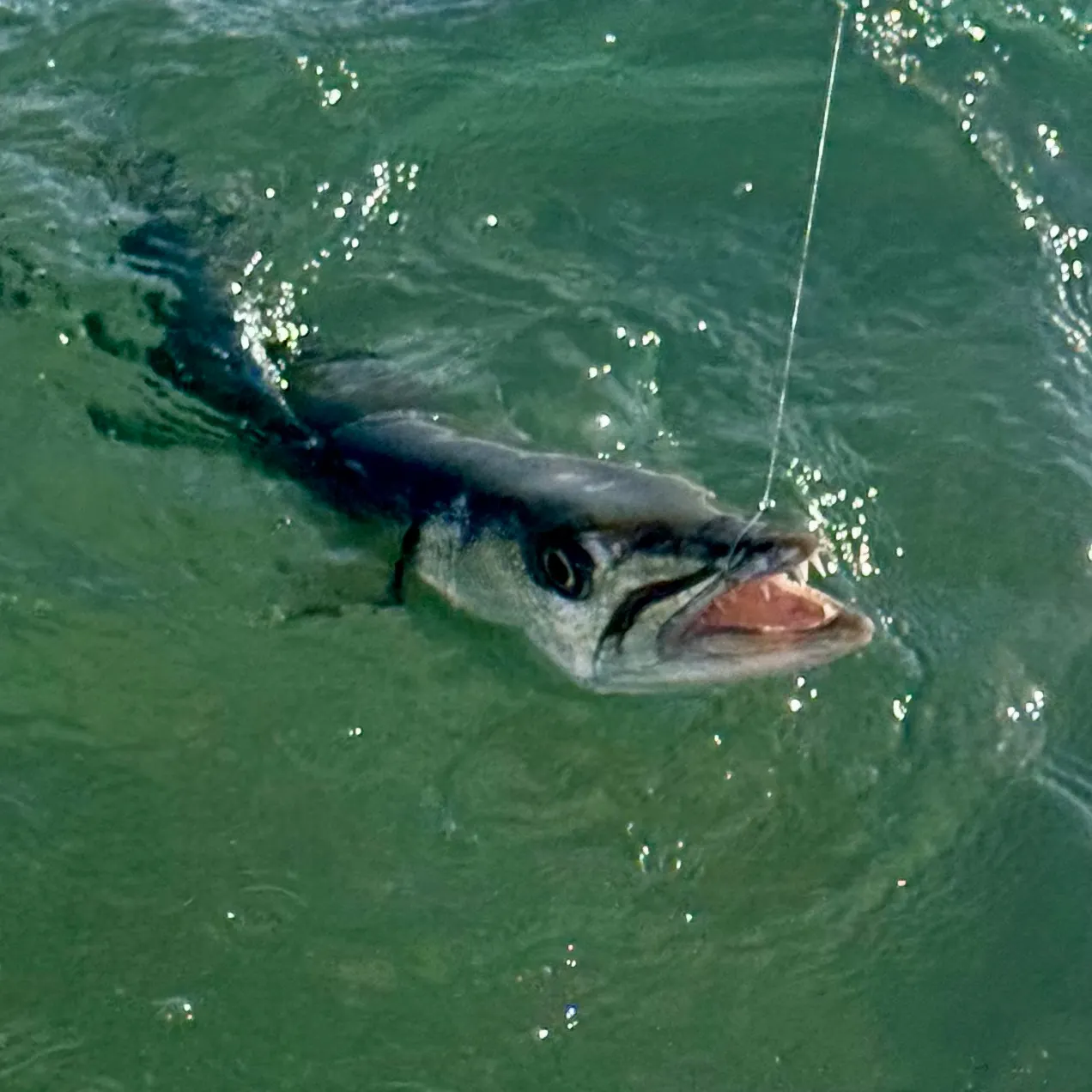 Pacific barracuda caught on Fishbrain