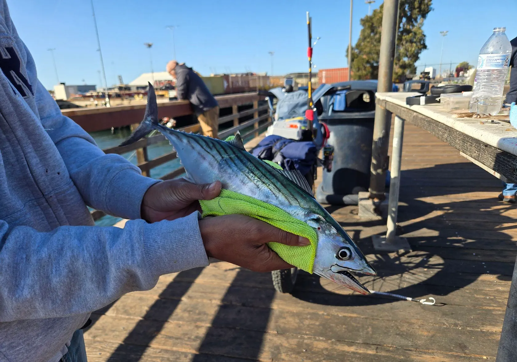 Pacific bonito