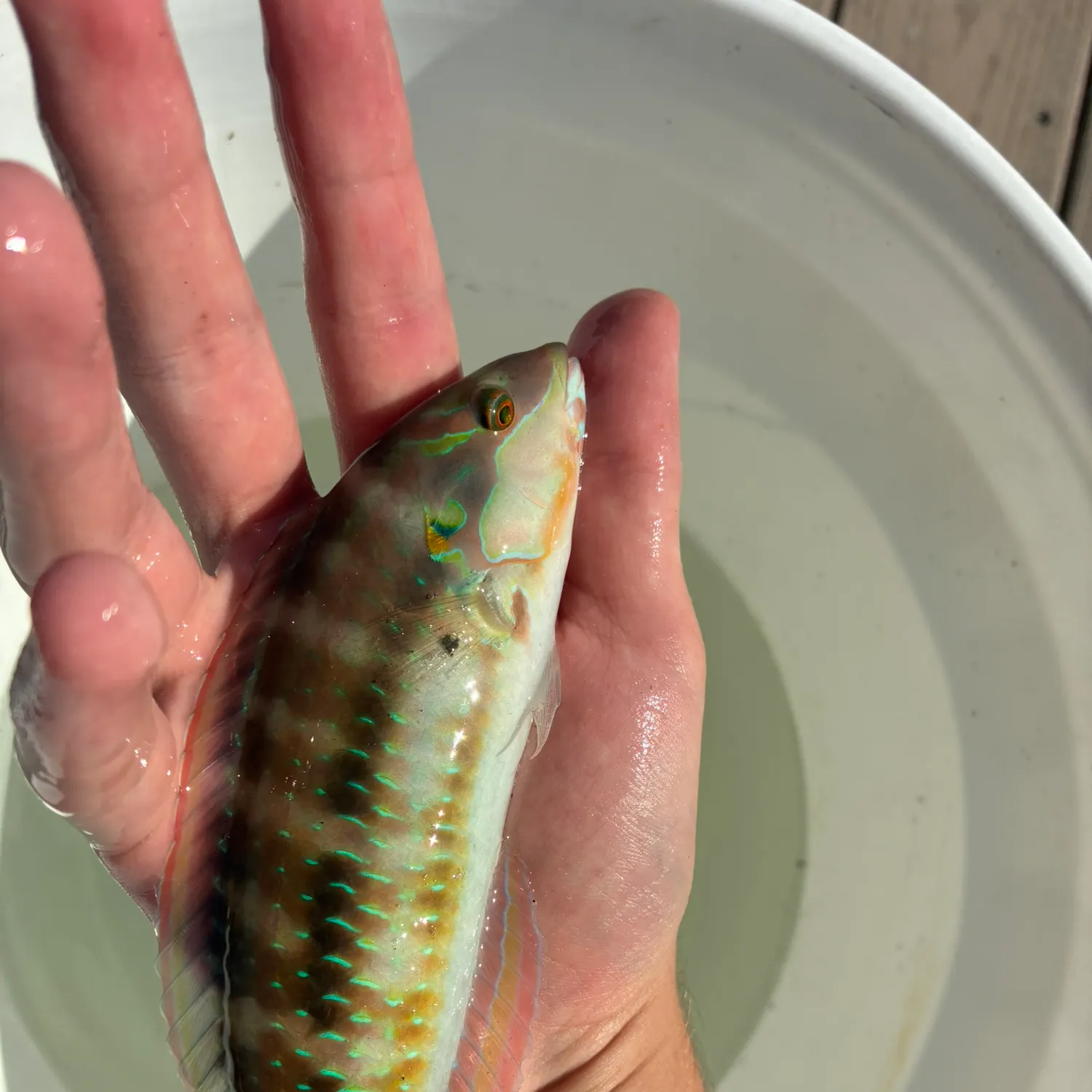 The most recent Slippery dick wrasse catches on Fishbrain