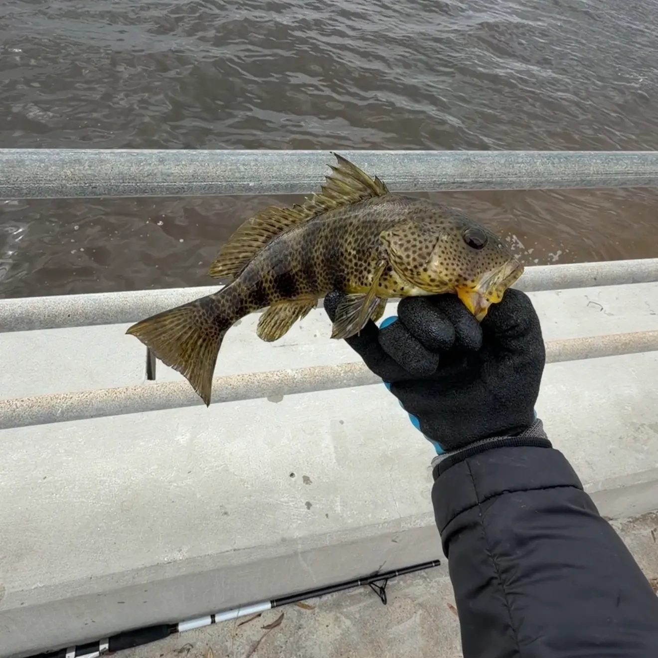 Spotted sand bass caught on Fishbrain