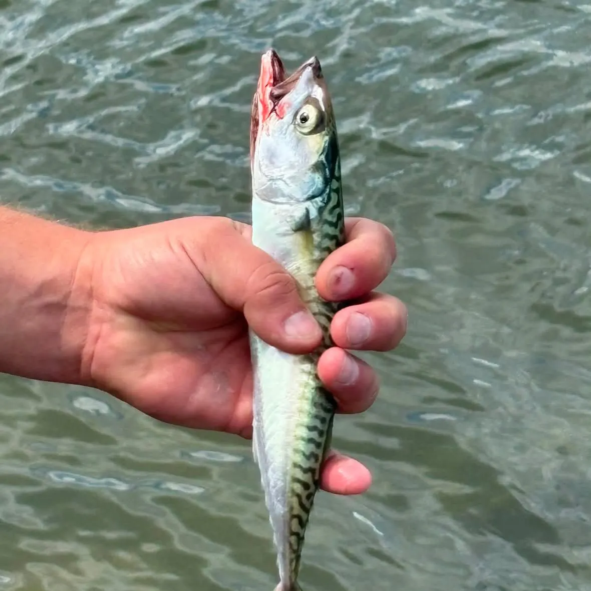 Atlantic mackerel caught on Fishbrain