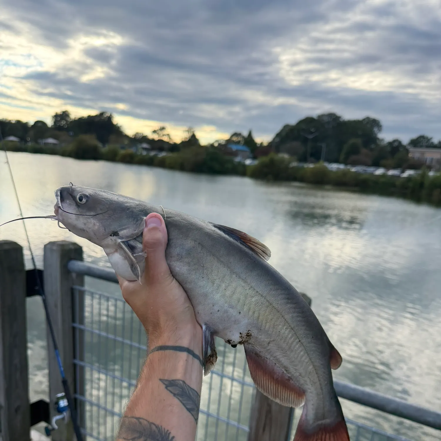 Channel catfish caught on Fishbrain