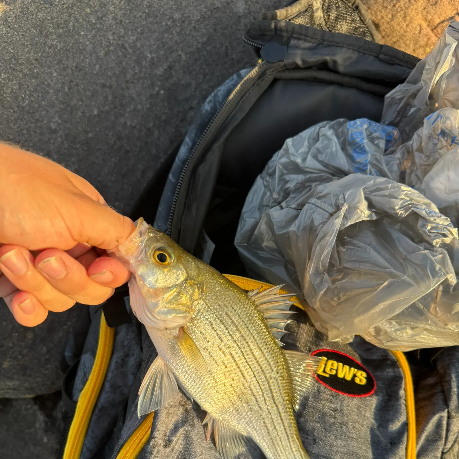 White bass caught on Fishbrain